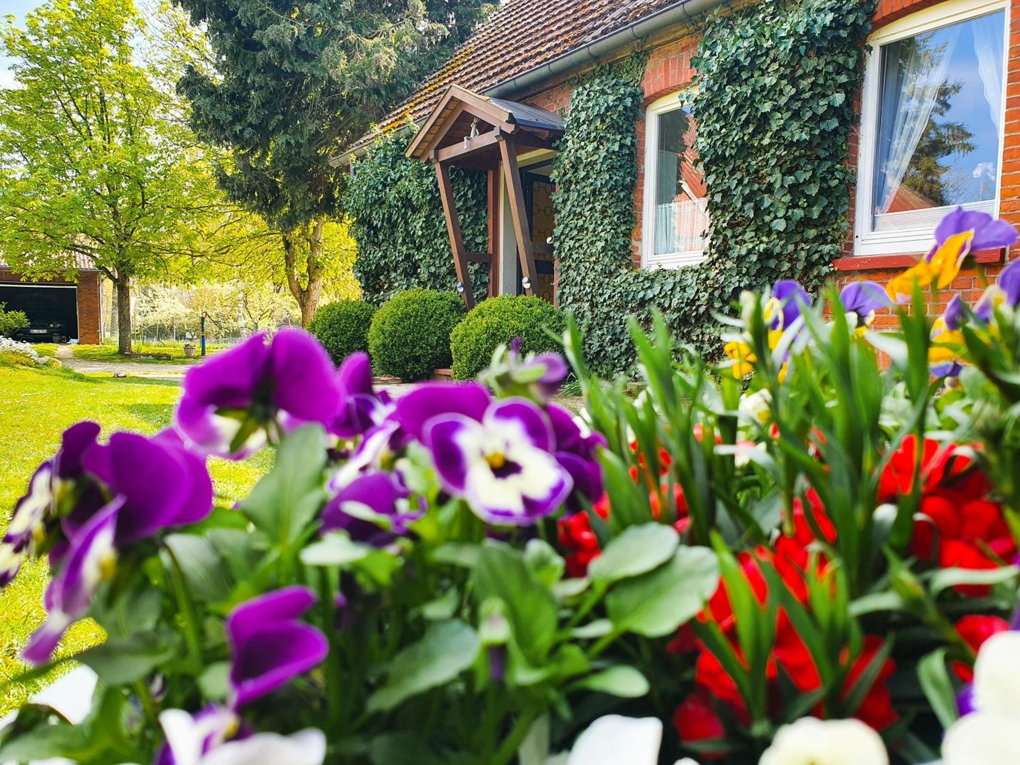 Am Alten Haus Altenmedingen Exteriör bild